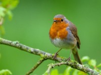 Bekijk details van Vogelgeluiden herkennen met een app