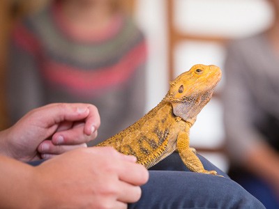 Reptielenshow
